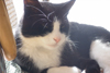 Lucky, perfect.jpg (13581 bytes)