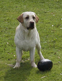 Sebby.jpg (64974 bytes)