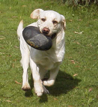 Sebfooty.jpg (54920 bytes)