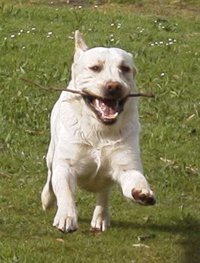 Sebstick.jpg (60504 bytes)